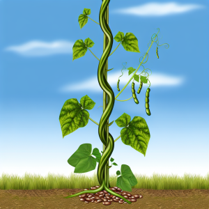 Beanstalk Grows Wild