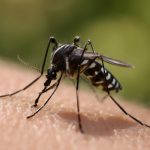 Форт занкудо под микроскопом