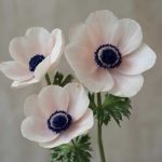 Неуловимые анемоны: тонкости выращивания