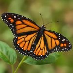 Когда крылья шепчут свету: 18 фактов о бабочках