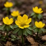 Эрантис зимующий: золотое пробуждение сада