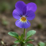 Когда роса душит сенполию: повышенная влажность и вредители