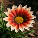 Газания: жаркое солнце в клумбе