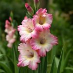 Как ухаживать за гладиолусами: опыт репортёра полей