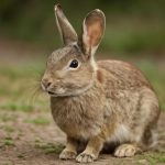 2025-й для кролика: хроника скрытых течений