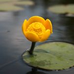 Кубышка: денежный узел русского быта