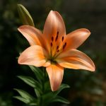 Лилии: точный алгоритм ухода без ошибок