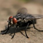 Стекло для мухи — тротуар небесной архитектоники