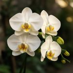 Орхидея: акустика лепестков в жилом пространстве