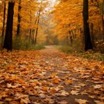 Палитра природы: калейдоскоп осенних оттенков!