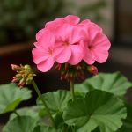 Пеларгония: хроника посадки и ухода, гарантированное цветение