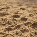 Растения для песчаных склонов и грядок