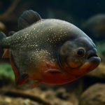 Тропические лезвия: хроника пираньи