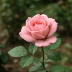 Роза под балтийским небом: хроника культивации