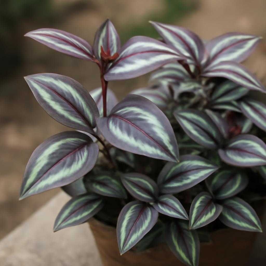 традесканция