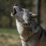 Вой собаки на луну: мифы и реальность