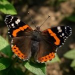 Живые витражи сада: цветочные ансамбли для визитов бабочек