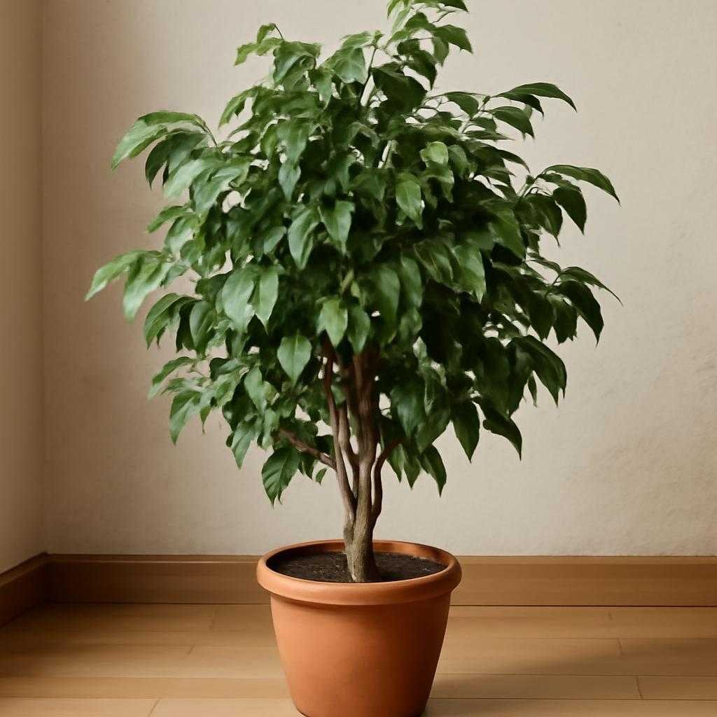 Фикус Бенджамина