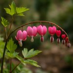 Кровоточащее сердце: хроника lamprocapnos spectabilis