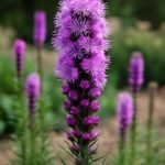 Лиатрис спиката: вертикальный факел лета