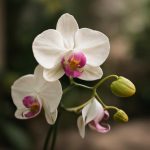 Орхидеи на подоконнике: нюансы ухода