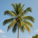 Комнатный оазис без компромиссов