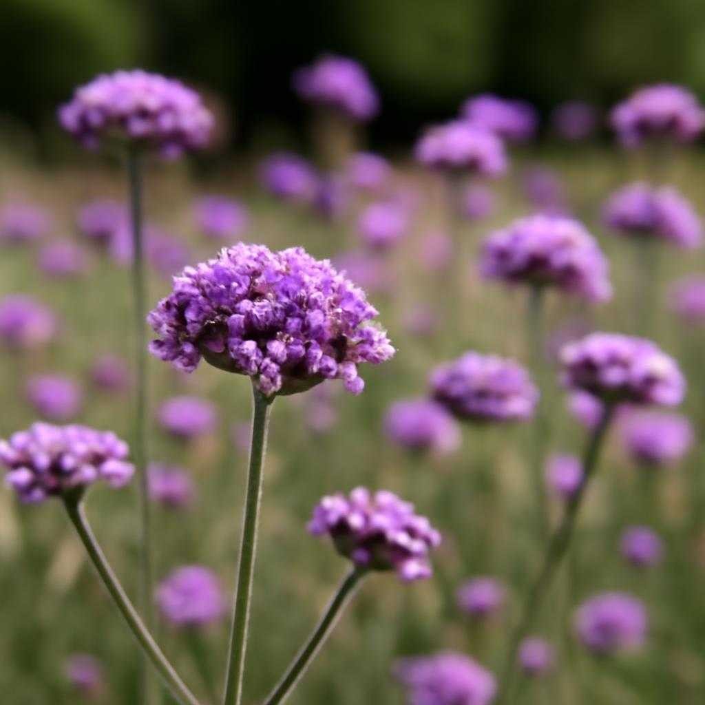 патагонская вербена