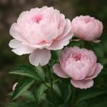 Пионы: хроники тихого триумфа сада