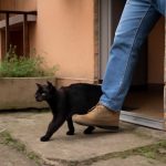 Когда строки неба пишут аисты: символика встреч с белым клекотом