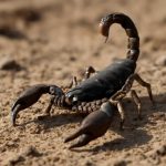 Скорпион: хроника глубины и перерождения