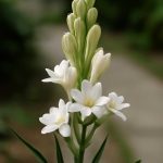 Тубероза — царица ночи: хроника пленительного аромата