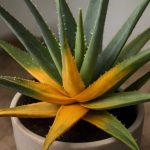 Алоэ теряет цвет: оперативные меры и профилактика