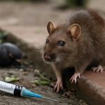 Кошки и люди: перекрёстные диагнозы и защита