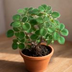 Аихризон: от условий выращивания до пересадки и размножения суккулента с непростым характером