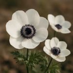 Анемонный ритм: приручение ветреной гостьи