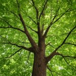 Викторианская корона: монархия на ладони