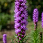 Лиатрис-спиката: хроника пурпурной свечи