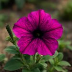 Дрожжи, зола и сыворотка для петуний