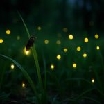 Светлячки: 18 малоизвестных фактов от корреспондента-энтомолога