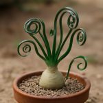 Трахиандра: скульптор среди суккулентов