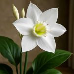 Эухарис: тропический светильник на подоконнике