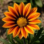 Газания под палящим солнцем: мой проверенный алгоритм ухода