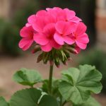 Когда цветок обретает псевдоним дрона