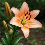 Лилии: точная инструкция посадки и ухода