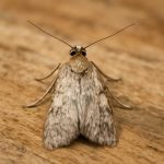 Тихий трепет крыльев: моль и знаки судьбы