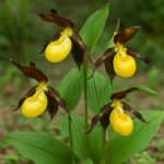 Загадочные цветы: 10 редких сортов, о которых вы могли не знать