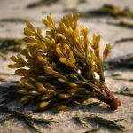 Изумрудный вызов: алгоритм чистой воды