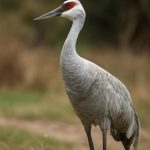 Журавлики как хроника хрупкого мира