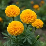 Бархатцы: секреты ухода для роскошного цветения