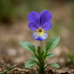 Фиалка на подоконнике: точная схема выращивания без случайных ошибок